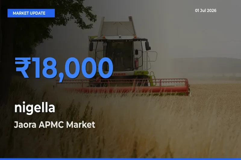 Jaora APMC Leads as Top Mandi for nigella Prices