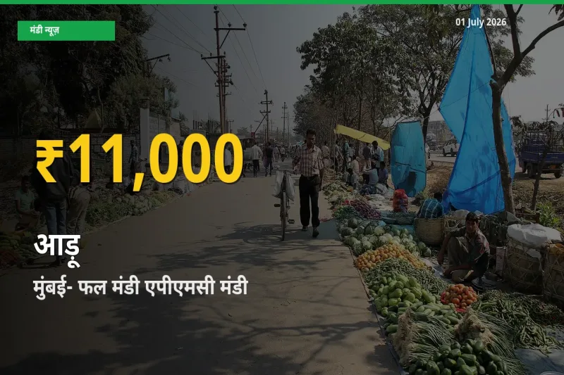रिकॉर्ड तेज़ी! मुंबई- फल मंडी एपीएमसी में आड़ू ₹11,000 पर पहुँचा