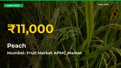 Why Peach Prices Are Climbing in Mumbai- Fruit Market APMC – Today’s New High Explained