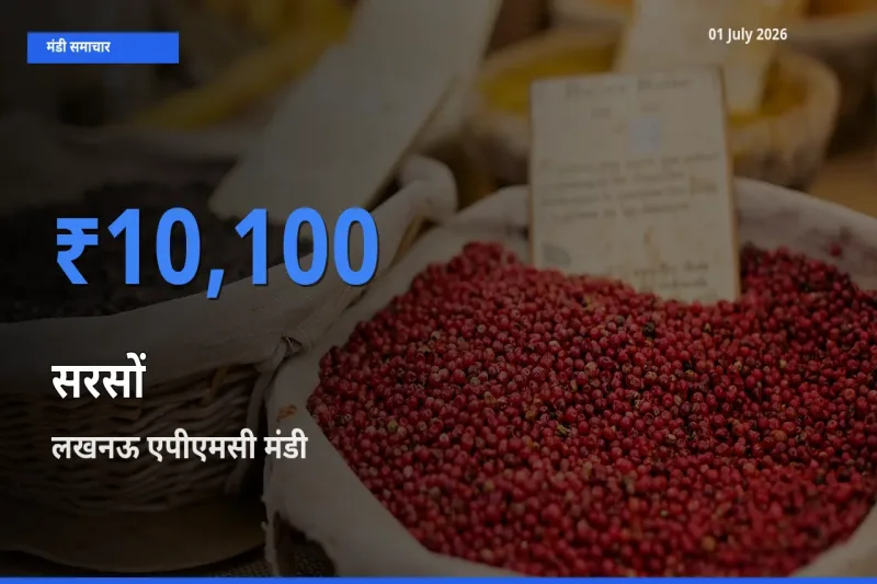 लखनऊ एपीएमसी मंडी में आज सरसों के सबसे ऊँचे दाम दर्ज
