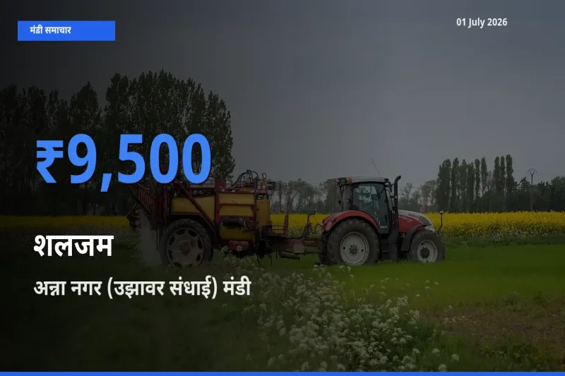 01 July अपडेट: शलजम के सबसे ऊँचे दाम अन्ना नगर (उझावर संधाई) मंडी में