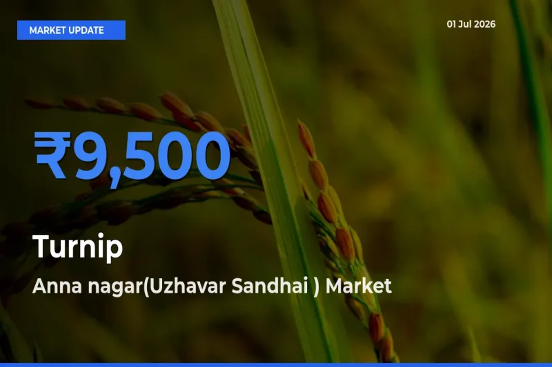 Top Performer! Anna nagar(Uzhavar Sandhai ) Offers Best Turnip Price Today