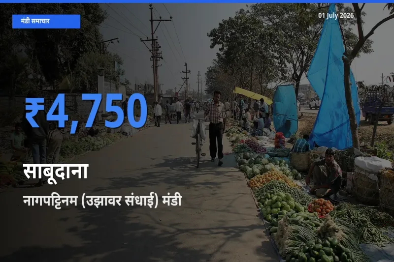 नागपट्टिनम (उझावर संधाई) मंडी में आज साबूदाना के सबसे ऊँचे दाम दर्ज