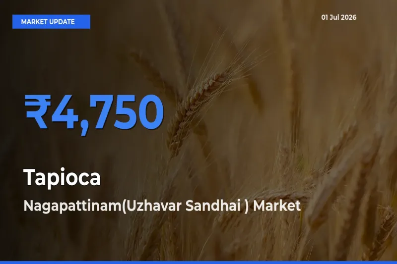 Nagapattinam(Uzhavar Sandhai ) Offers ₹4,750 – Highest Tapioca Rate Today
