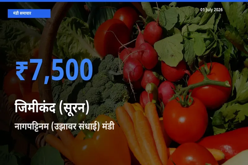 आज जिमीकंद (सूरन) के सबसे ऊँचे दाम ₹7,500 नागपट्टिनम (उझावर संधाई) मंडी में