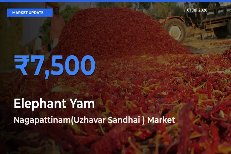 Nagapattinam(Uzhavar Sandhai ) Leads as Top Mandi for Elephant Yam Prices