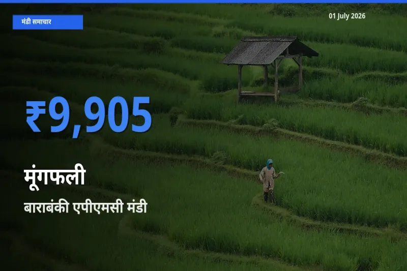 बाराबंकी एपीएमसी मंडी में मूंगफली ₹9,905 पर पहुँचा – आज का सर्वोच्च भाव