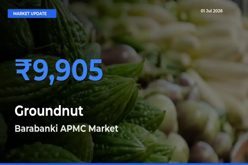 Barabanki APMC Offers ₹9,905 – Highest Groundnut Rate Today