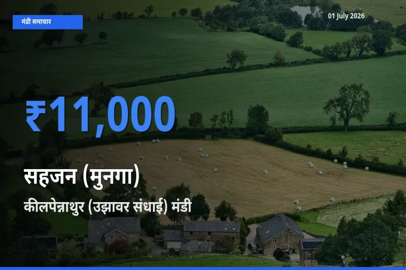 टॉप मंडी बना कीलपेन्नाथुर (उझावर संधाई)! सहजन (मुनगा) के सबसे ऊँचे दाम यहीं दर्ज