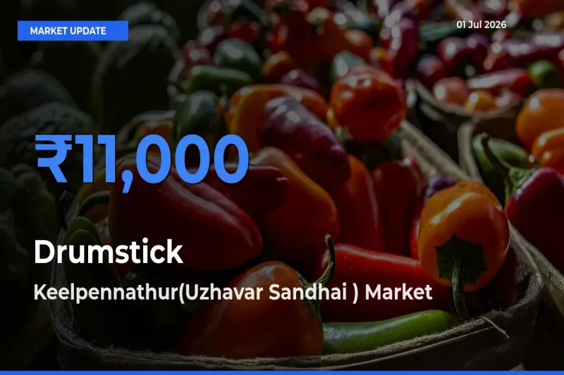 Keelpennathur(Uzhavar Sandhai ) Leads as Top Mandi for Drumstick Prices
