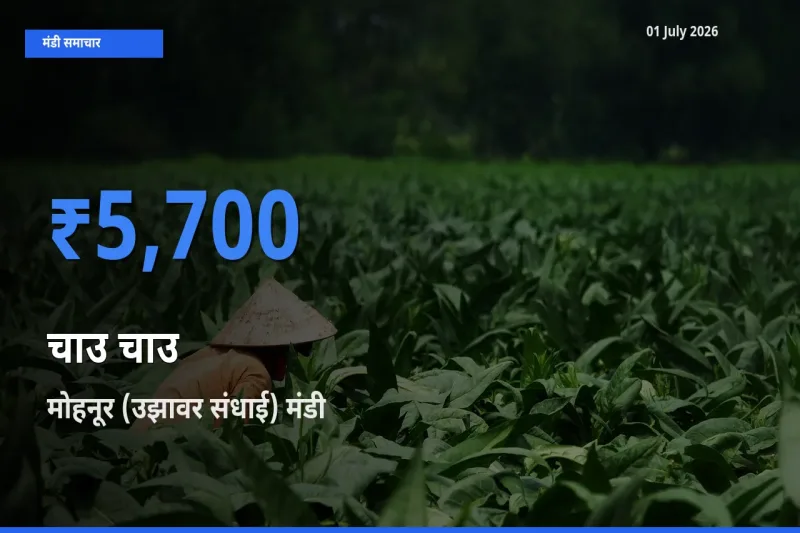आज का मंडी भाव: चाउ चाउ के सबसे ज़्यादा दाम मोहनूर (उझावर संधाई) में