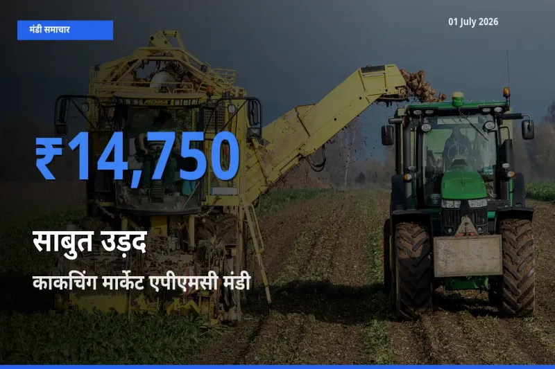 आज साबुत उड़द के सबसे ज़्यादा दाम काकचिंग मार्केट एपीएमसी मंडी में दर्ज
