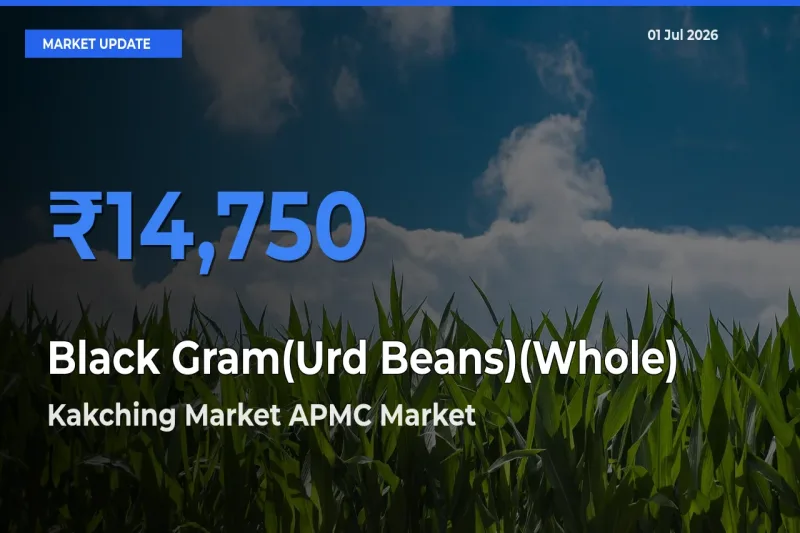 Kakching Market APMC Offers ₹14,750 – Highest Black Gram(Urd Beans)(Whole) Rate Today