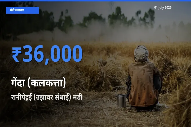 आज गेंदा (कलकत्ता) के सबसे ज़्यादा दाम रानीपेट्टई (उझावर संधाई) मंडी में दर्ज