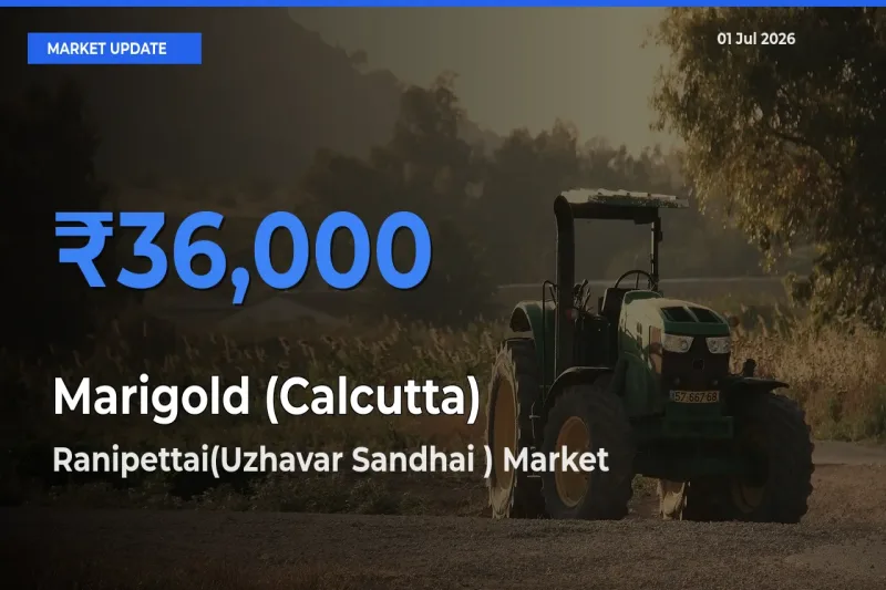 Marigold (Calcutta) Mandi Rate Today: Ranipettai(Uzhavar Sandhai ) Tops the List