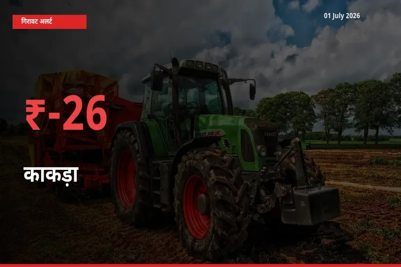 बाज़ार संकेत: काकड़ा के भाव मंडी में 25.63% नीचे