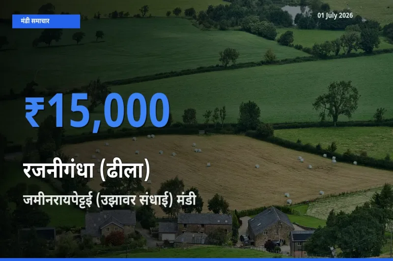 01 July अपडेट: रजनीगंधा (ढीला) के सबसे ऊँचे दाम जमीनरायपेट्टई (उझावर संधाई) मंडी में