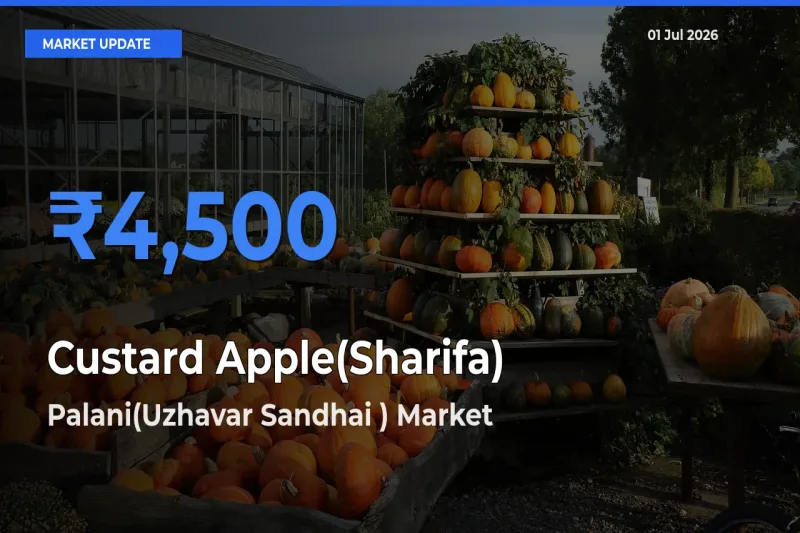 Palani(Uzhavar Sandhai ) Tops Custard Apple(Sharifa) Rates – July 01 Market Update