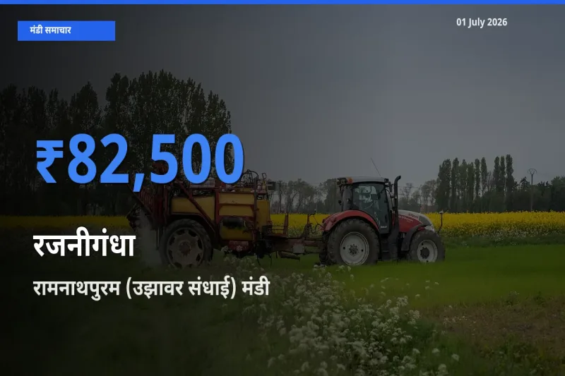 रामनाथपुरम (उझावर संधाई) मंडी में आज रजनीगंधा के सबसे ऊँचे दाम दर्ज