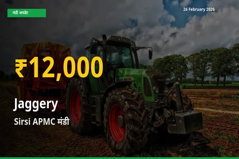 Jaggery के भावों में जबरदस्त उछाल, Sirsi APMC में नया उच्च स्तर