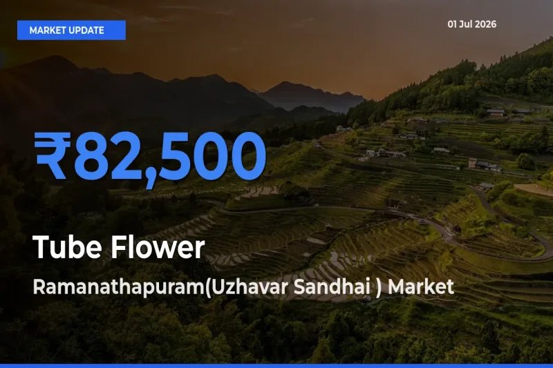 Ramanathapuram(Uzhavar Sandhai ) Offers ₹82,500 – Highest Tube Flower Rate Today