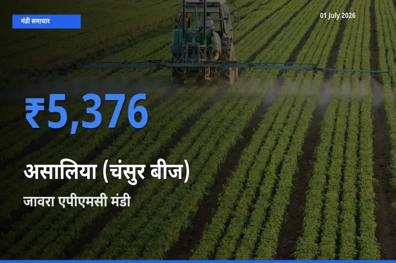 आज असालिया (चंसुर बीज) के सबसे ज़्यादा दाम जावरा एपीएमसी मंडी में दर्ज