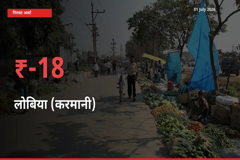 लोबिया (करमानी) 18.44% गिरा, मंडी