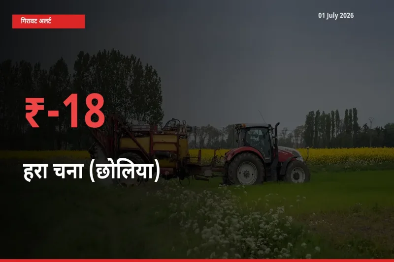 अचानक झटका! मंडी में हरा चना (छोलिया) के दाम 17.7% टूटे