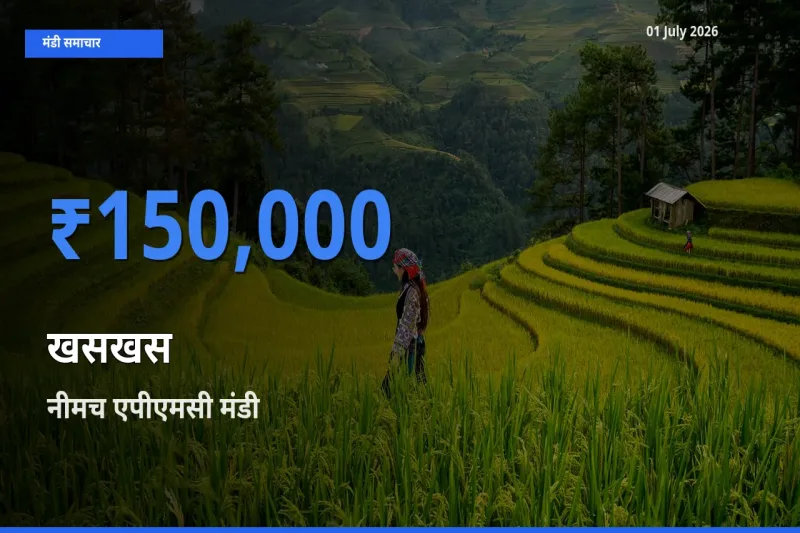 नीमच एपीएमसी में खसखस का आज सबसे ऊँचा भाव