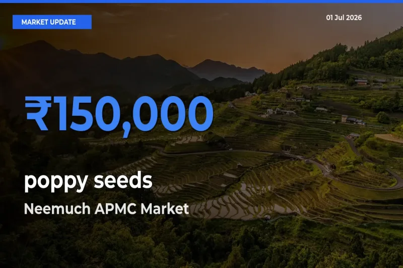 Neemuch APMC Records Highest ₹150,000 Rate for poppy seeds