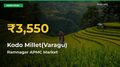 Kodo Millet(Varagu) Price Rally Continues – Ramnagar APMC Hits Fresh High Today