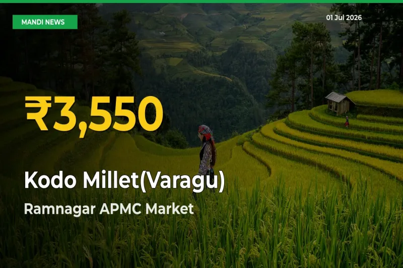 Kodo Millet(Varagu) Price Rally Continues – Ramnagar APMC Hits Fresh High Today