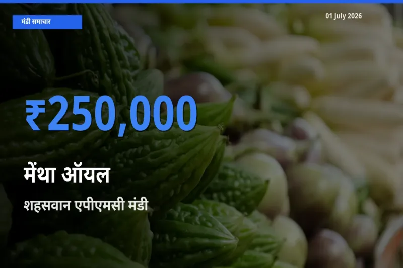 शहसवान एपीएमसी मंडी में मेंथा ऑयल ₹250,000 पर पहुँचा – आज का सर्वोच्च भाव