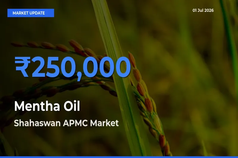 Shahaswan APMC Leads as Top Mandi for Mentha Oil Prices