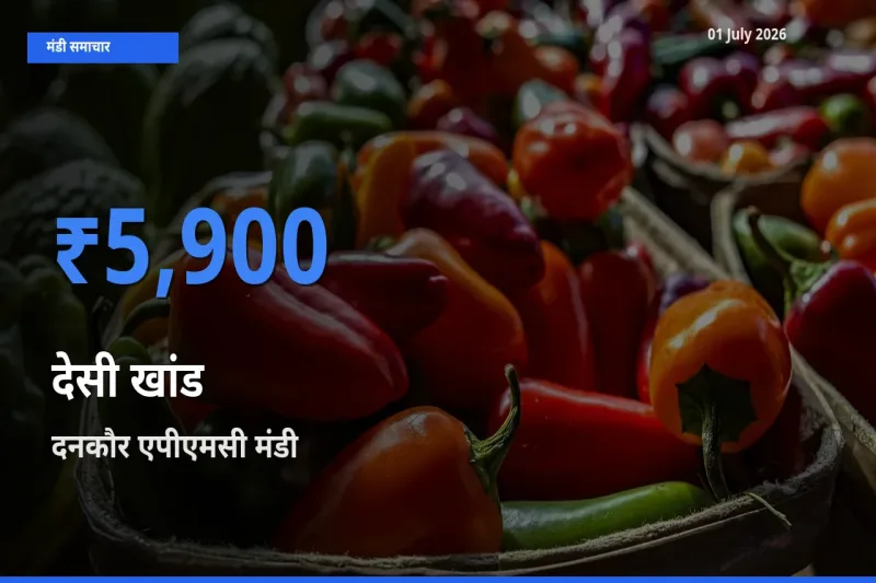 आज देसी खांड के सबसे ज़्यादा दाम दनकौर एपीएमसी मंडी में दर्ज