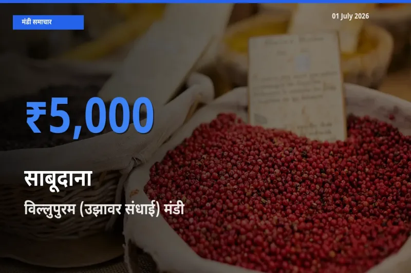विल्लुपुरम (उझावर संधाई) मंडी में साबूदाना ₹5,000 पर पहुँचा – आज का सर्वोच्च भाव