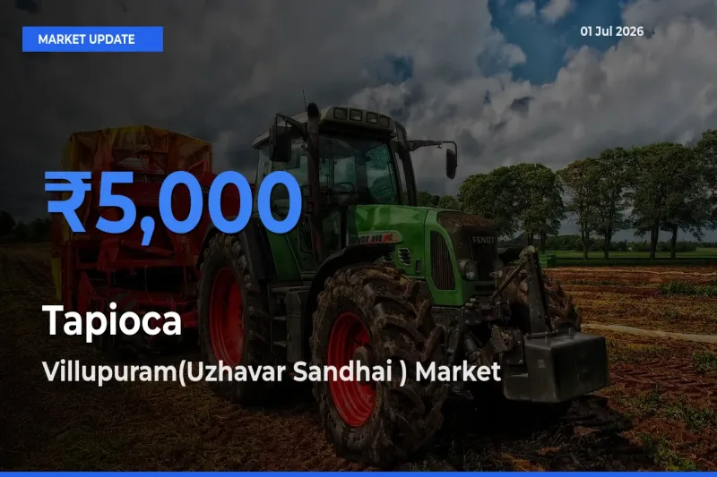 Villupuram(Uzhavar Sandhai ) Tops Tapioca Rates – July 01 Market Update