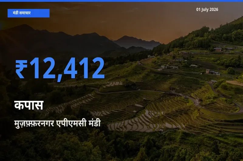 01 July अपडेट: कपास के सबसे ऊँचे दाम मुज़फ़्फ़रनगर एपीएमसी मंडी में