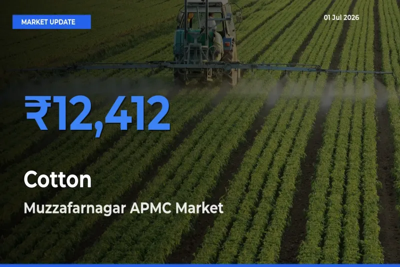 Muzzafarnagar APMC Tops Cotton Rates – July 01 Market Update