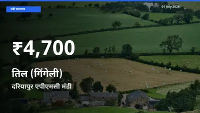तेज़ गिरावट! दरियापुर एपीएमसी में तिल (गिंगेली) के दाम 30 दिन के निचले स्तर पर