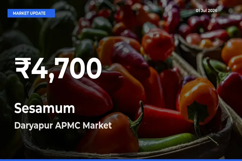 Sesamum Hits 30-Day Low in Daryapur APMC