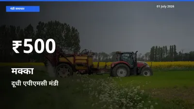 बाज़ार संकेत: मक्का के भाव दूधी एपीएमसी में 30 दिन के निचले स्तर पर