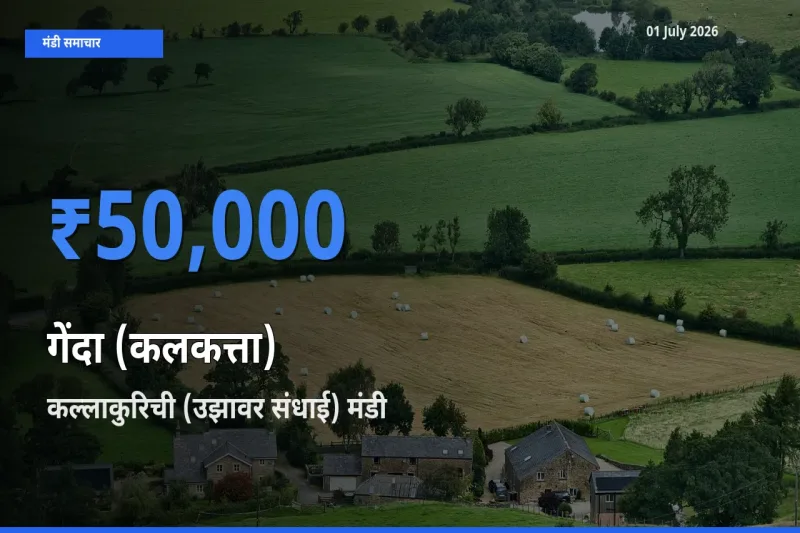 आज गेंदा (कलकत्ता) के सबसे ऊँचे दाम ₹50,000 कल्लाकुरिची (उझावर संधाई) मंडी में