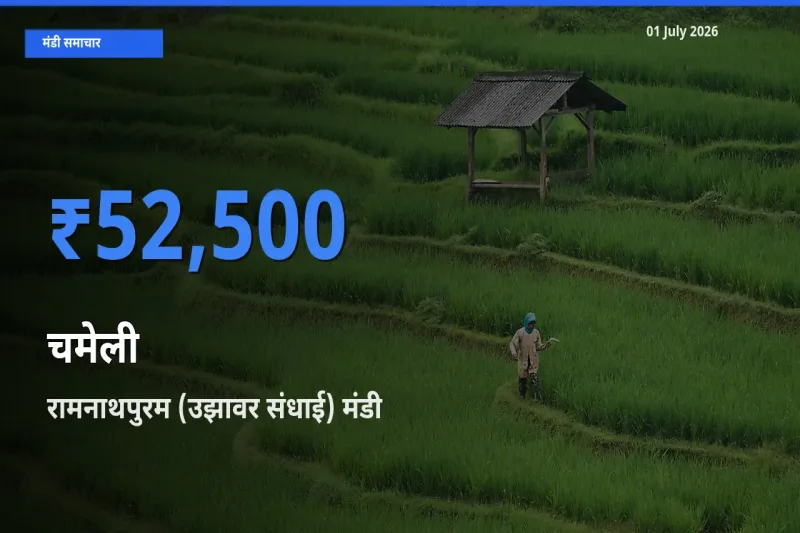 आज चमेली के सबसे ज़्यादा दाम रामनाथपुरम (उझावर संधाई) मंडी में दर्ज