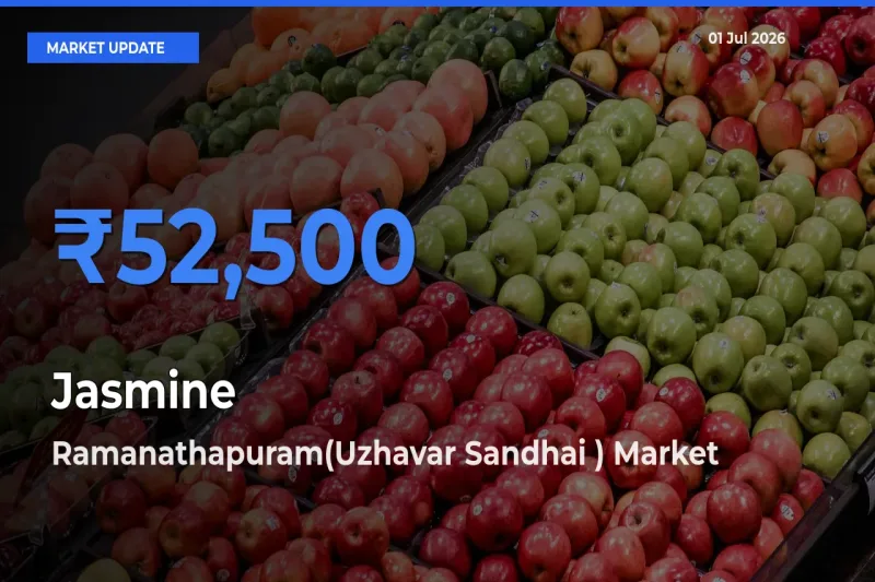 Ramanathapuram(Uzhavar Sandhai ) Offers ₹52,500 – Highest Jasmine Rate Today