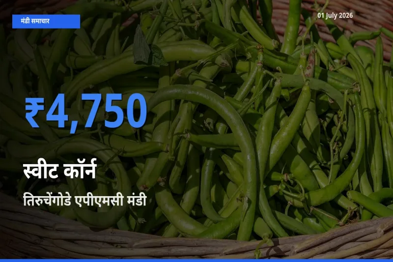 आज का मंडी भाव: स्वीट कॉर्न के सबसे ज़्यादा दाम तिरुचेंगोडे एपीएमसी में