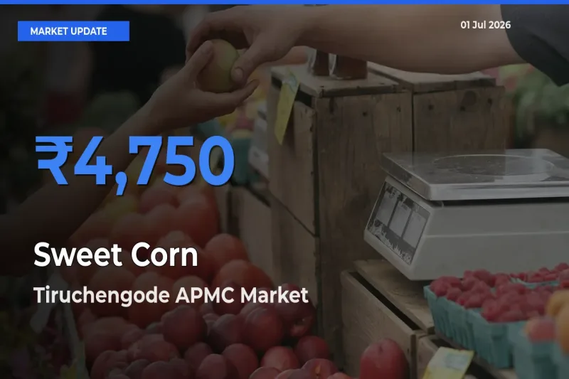 Tiruchengode APMC Records Highest ₹4,750 Rate for Sweet Corn
