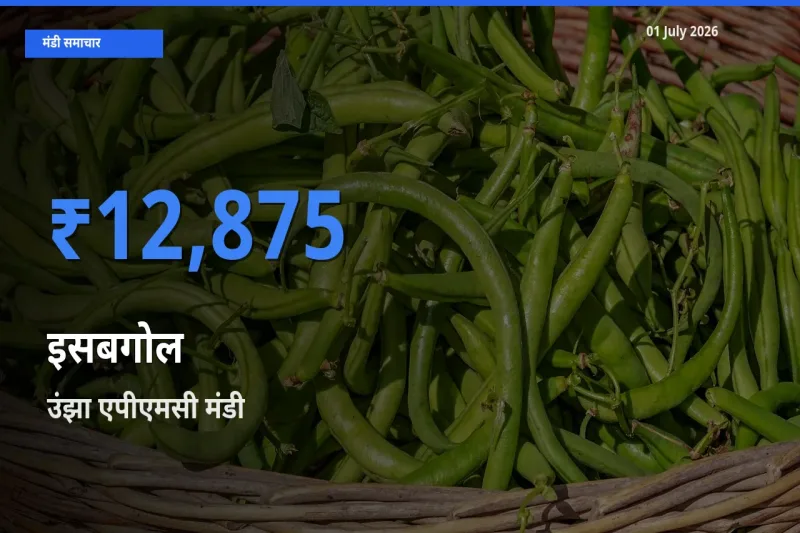 01 July अपडेट: इसबगोल के सबसे ऊँचे दाम उंझा एपीएमसी मंडी में