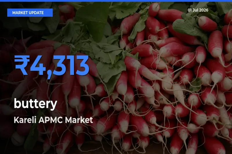 Top Performer! Kareli APMC Offers Best buttery Price Today