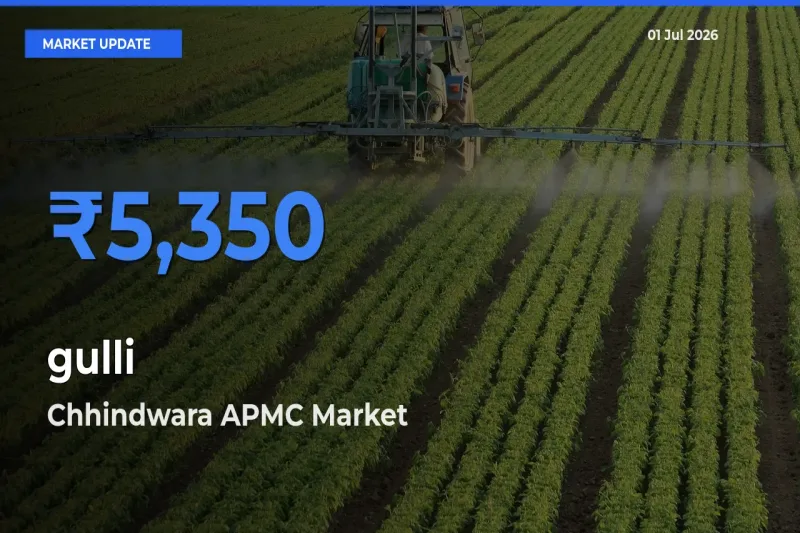 Top Performer! Chhindwara APMC Offers Best gulli Price Today
